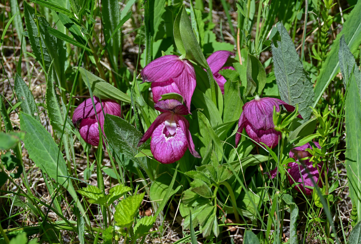 Изображение особи Cypripedium macranthos.