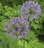 Allium rosenbachianum