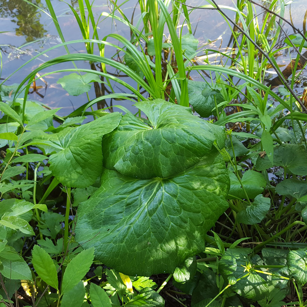 Изображение особи род Caltha.