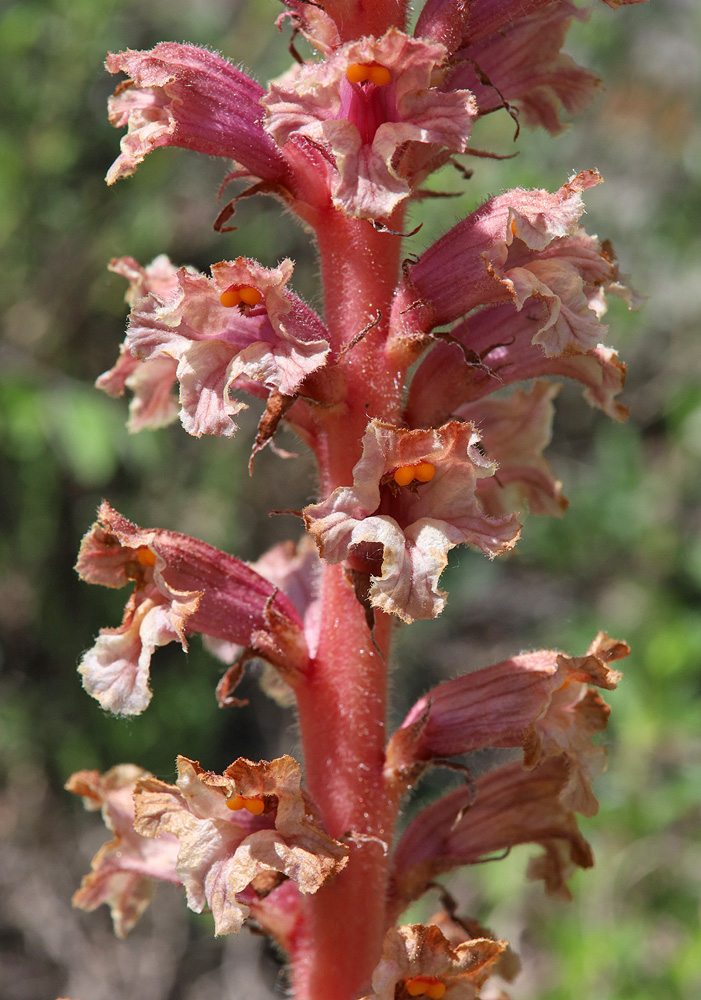 Image of Orobanche kurdica specimen.