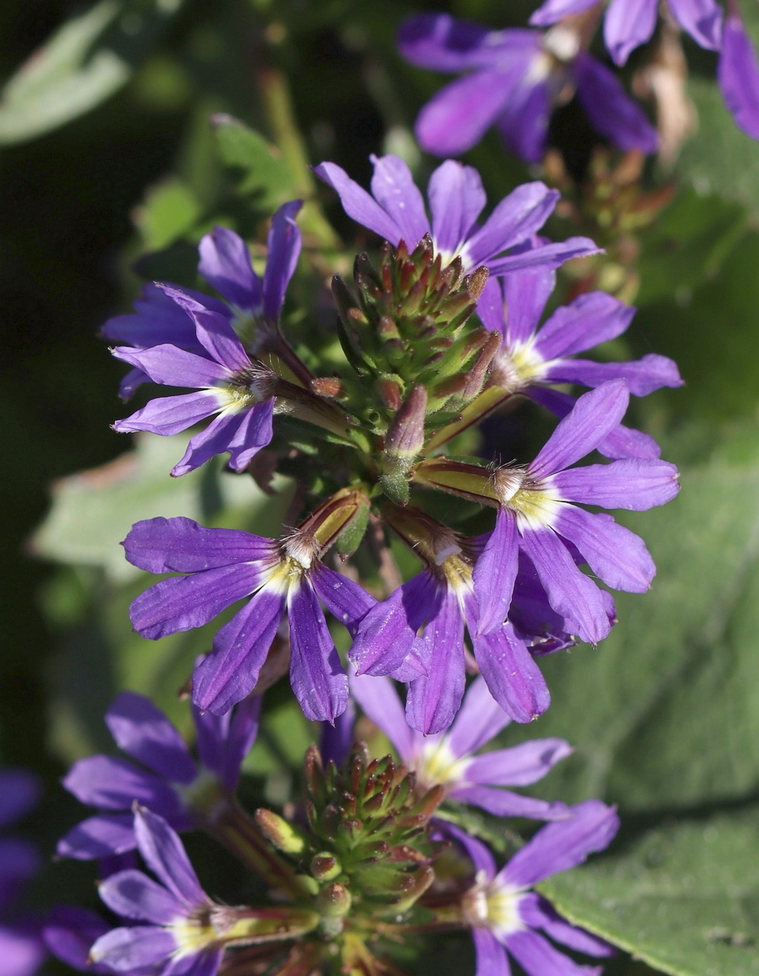 Image of Scaevola aemula specimen.