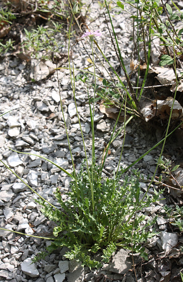 Image of Lagoseris purpurea specimen.