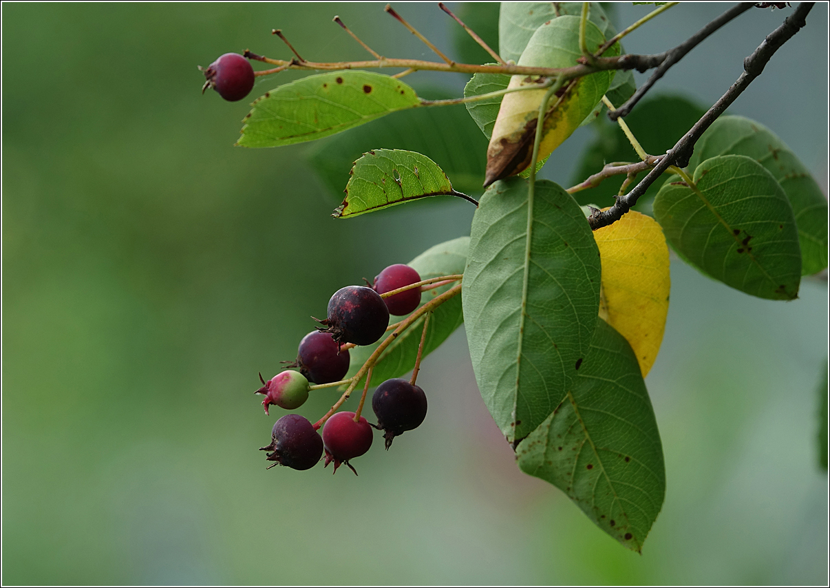 Image of Amelanchier spicata specimen.