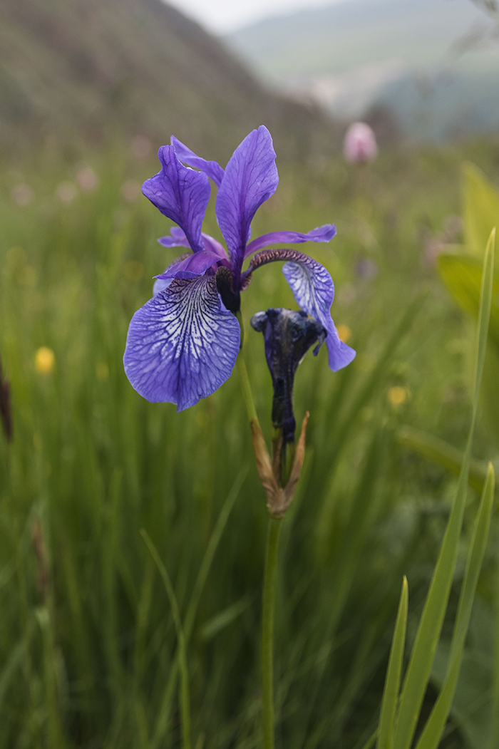 Изображение особи Iris sibirica.