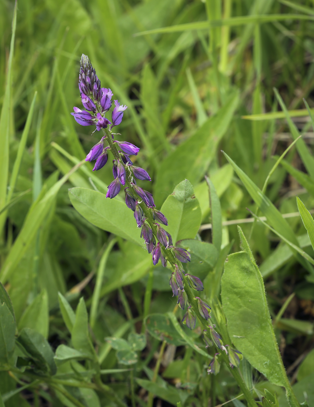 Image of Polygala comosa specimen.