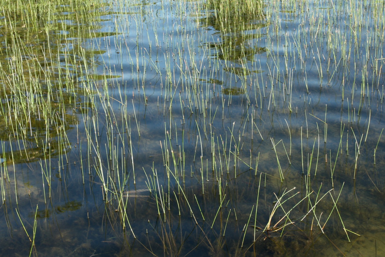 Image of genus Eleocharis specimen.