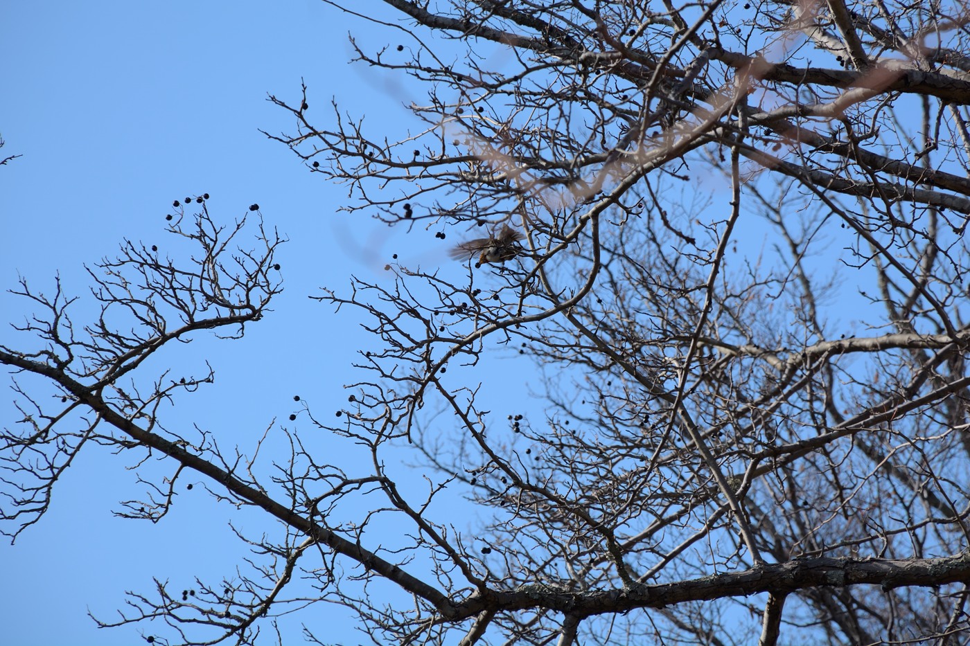 Изображение особи Crataegus pentagyna.