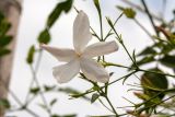 genus Jasminum