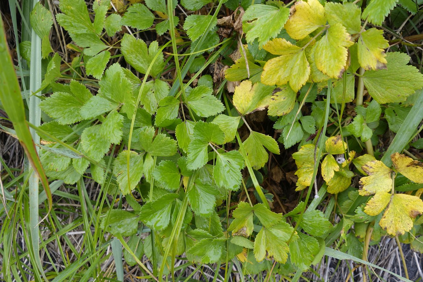 Изображение особи Ligusticum scoticum.