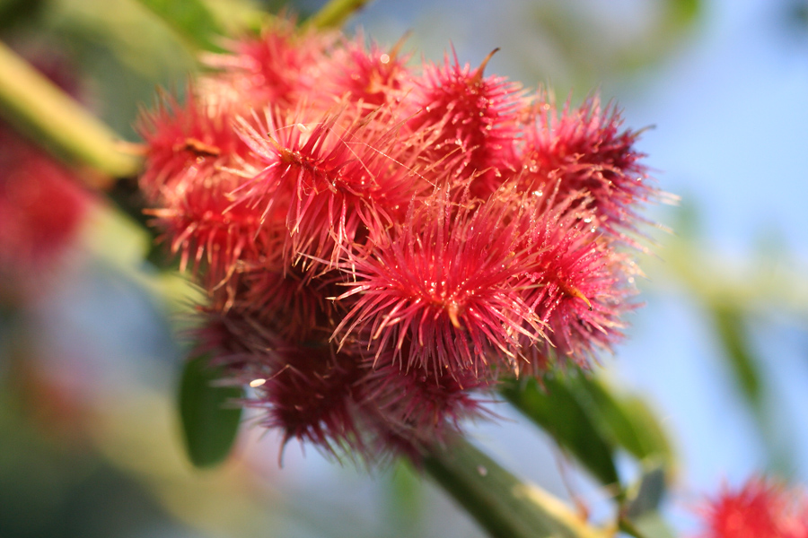 Изображение особи Glycyrrhiza echinata.