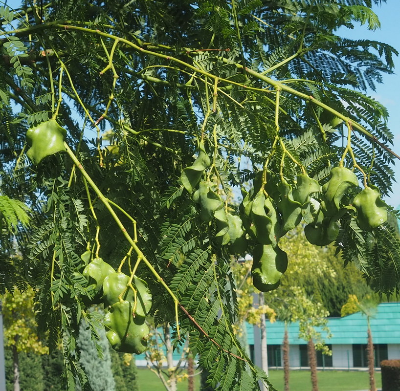 Image of Jacaranda mimosifolia specimen.