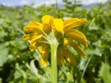 Senecio kolenatianus. Верхушка побега с соцветием. Карачаево-Черкесия, Урупский р-н, Кавказский биосферный заповедник, Имеретинский горный узел, СВ склон пика Ставрополь, верхняя стоянка Имеретинской тропы, ≈ 2400 м н.у.м., альпийский луг. 28.07.2022.