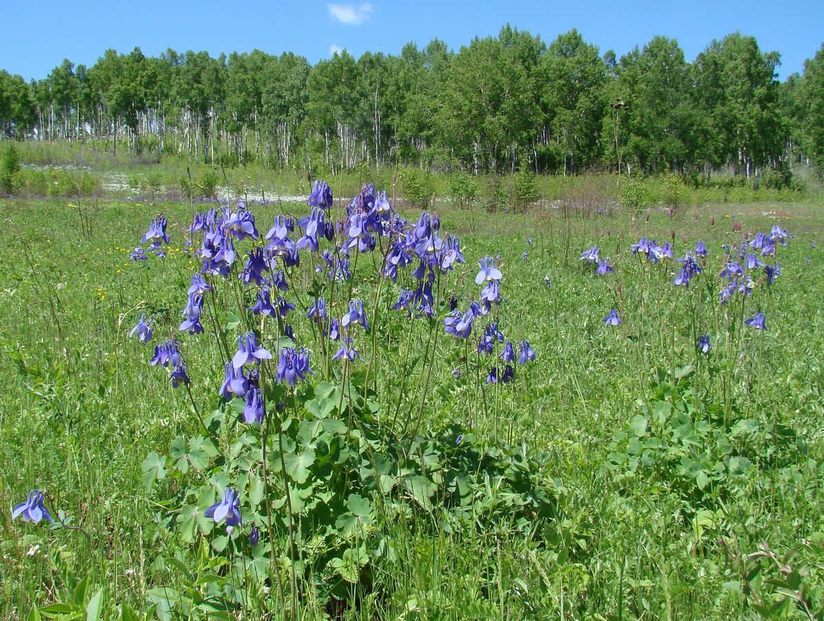 Изображение особи Aquilegia sibirica.