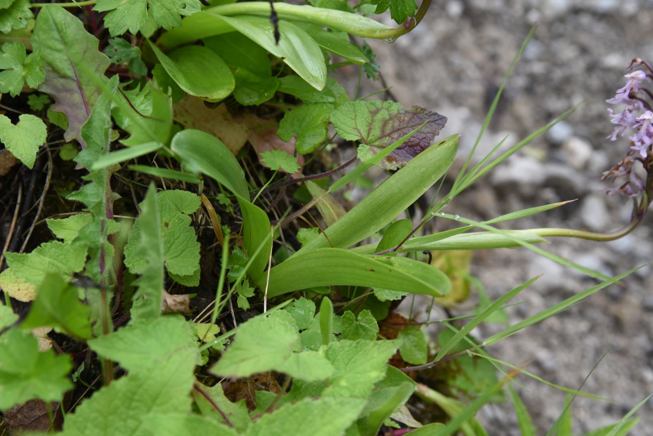 Image of Orchis militaris ssp. stevenii specimen.