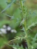 Cirsium vulgare. Средняя часть побега. Республика Адыгея, Майкопский р-н, окр. пос. Каменномостский, высокий правый берег р. Белая рядом с устьем Мишоко, луг. 30 июля 2022 г.