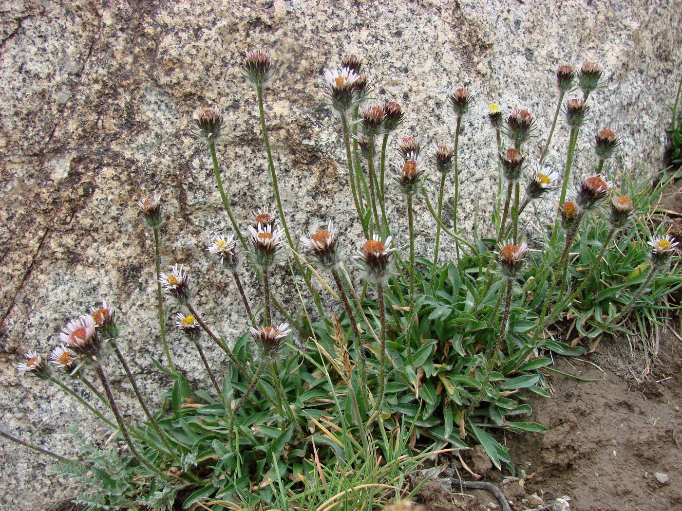 Изображение особи Erigeron pallidus.