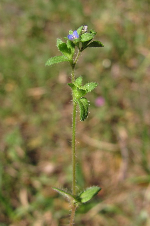 Image of Veronica arvensis specimen.