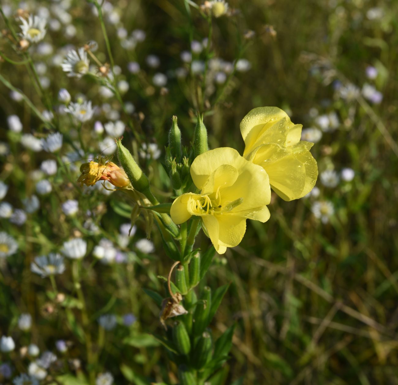 Изображение особи Oenothera biennis.