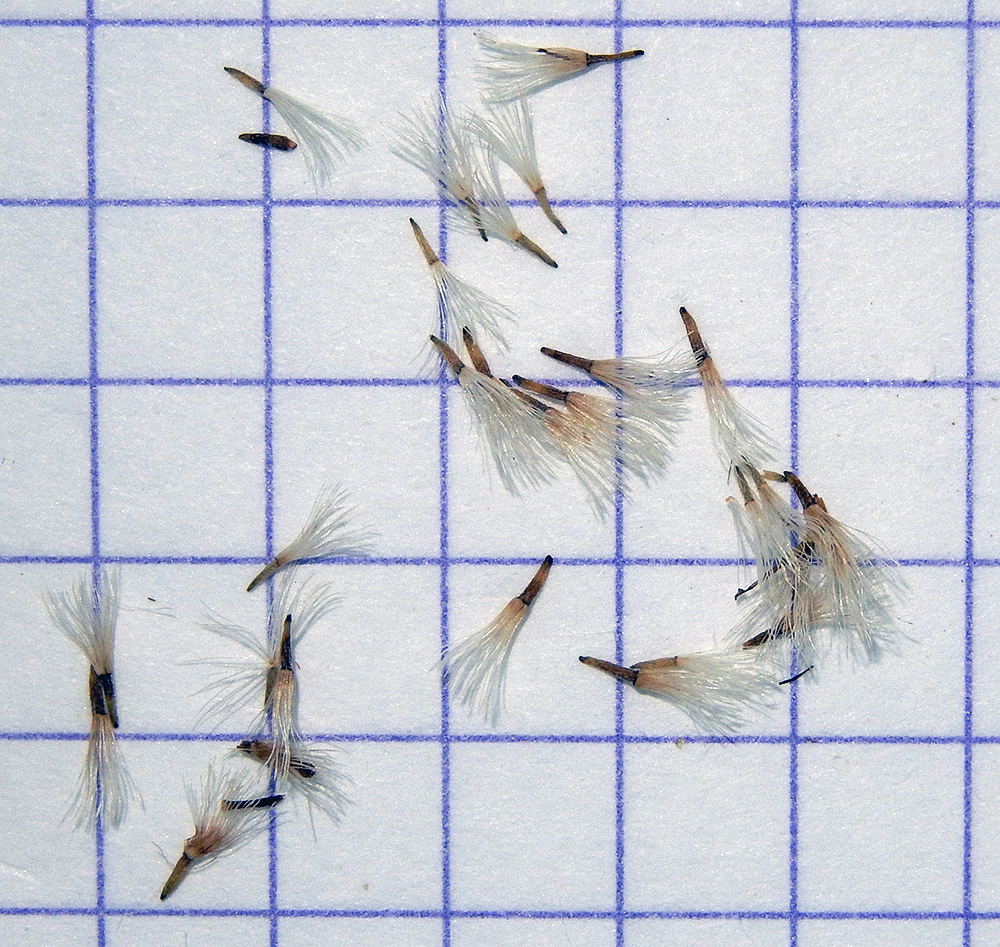 Image of Solidago gigantea specimen.