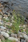 Sonchus humilis