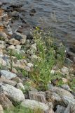 Sonchus humilis. Цветущие и плодоносящие растения на берегу реки. Мурманская обл., Кандалакшский р-н, с. Ковда; песчано-каменная дамба через р. Ковда. 05.08.2022.