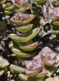 genus Crassula. Верхушка веточки. Испания, автономное сообщество Каталония, провинция Жирона, комарка Баш-Эмпорда, муниципалитет Палафружель, ботанический сад \"Кап-Роч\". 19.03.2023.