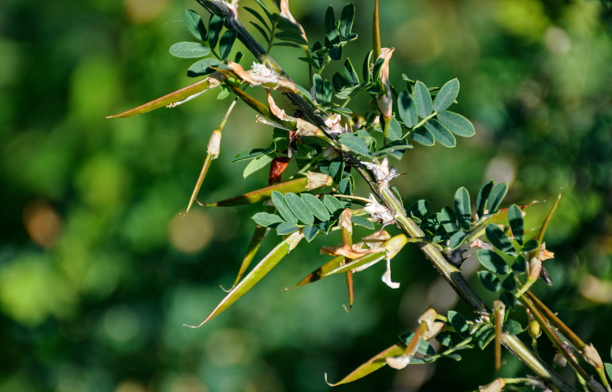 Image of Caragana arborescens specimen.