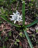 Scilla puschkinioides