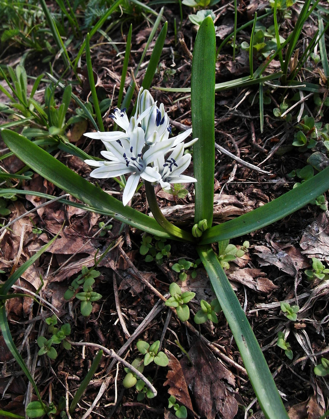 Изображение особи Scilla puschkinioides.