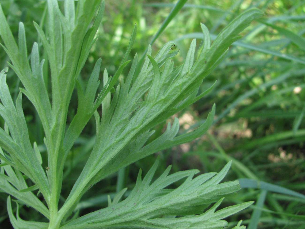 Изображение особи Delphinium schmalhausenii.