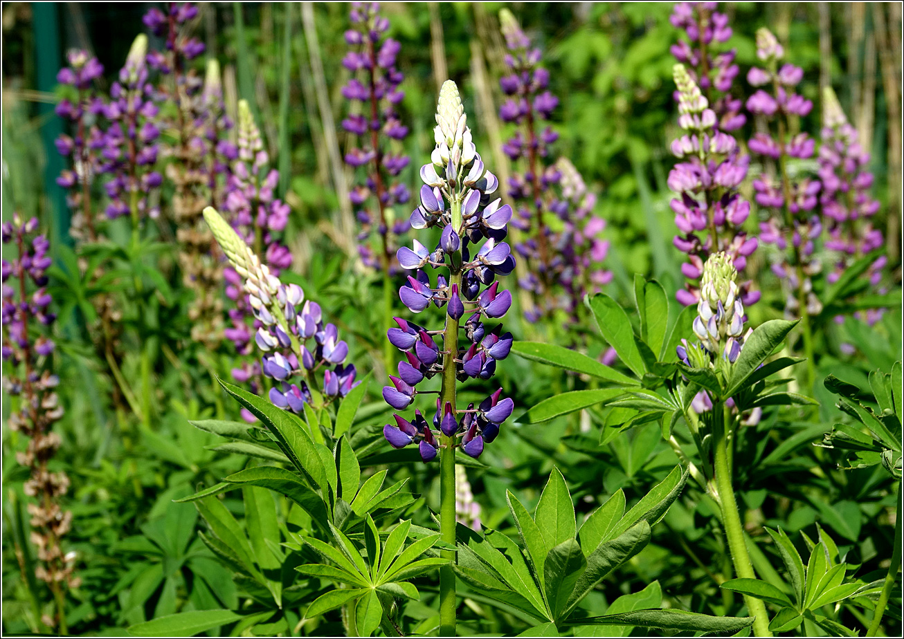 Изображение особи Lupinus polyphyllus.