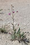 Jurinea kokanica. Отцветающее растение. Таджикистан, Согдийская обл., горы Окбель, лессовый склон. 7 мая 2023 г.