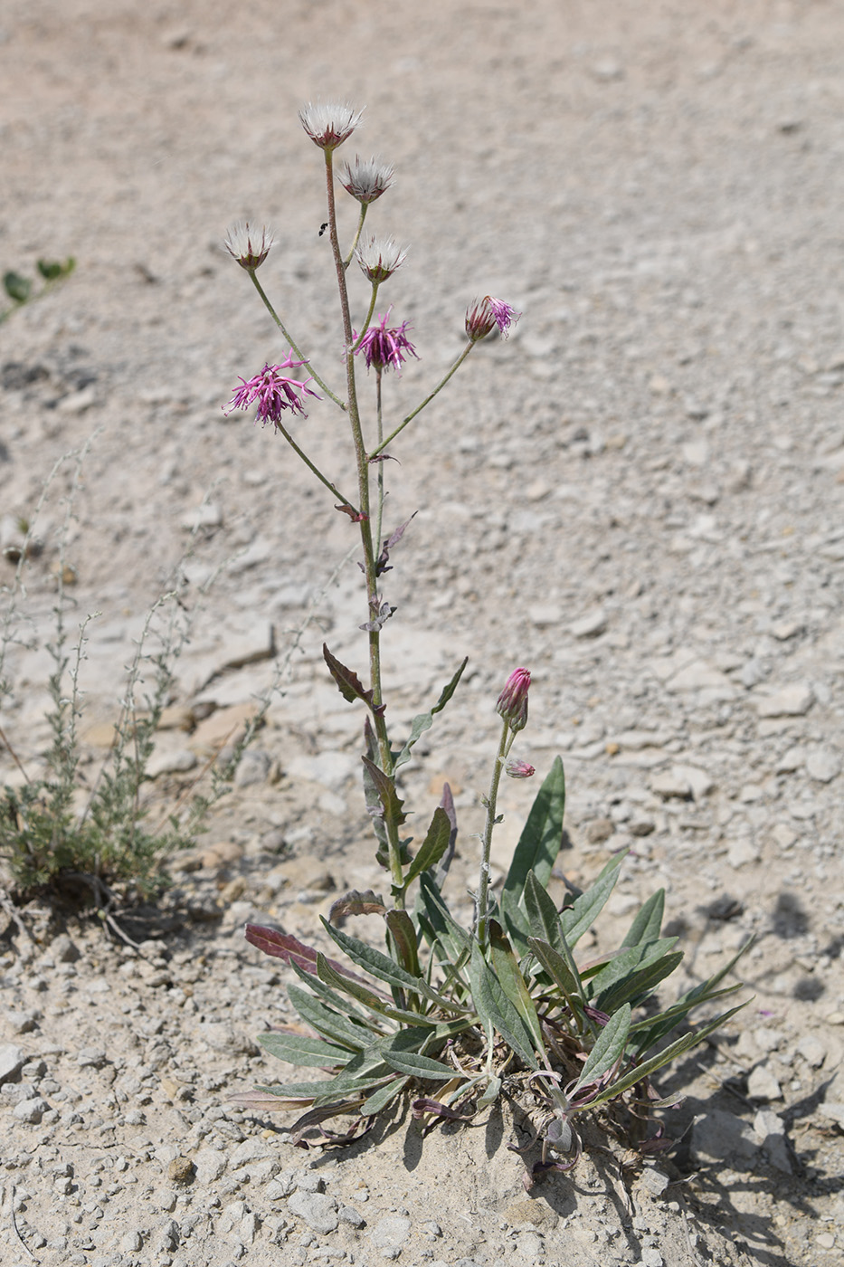 Image of Jurinea kokanica specimen.