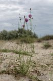 Centaurea adpressa. Цветущее растение. Крым, пересыпь оз. Донузлав, приморские пески. 14 июля 2023 г.