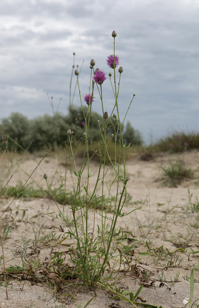 Изображение особи Centaurea adpressa.