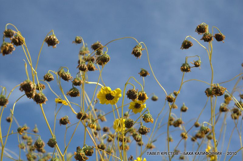 Изображение особи Encelia farinosa.