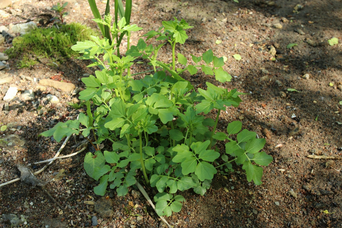 Изображение особи Cardamine amara.