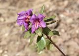 Rhododendron sichotense. Верхушка побега с цветками. Марий Эл, Йошкар-Ола, мкр-н Гомзово, в культуре. 15.04.2023.