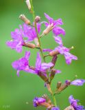 Lythrum virgatum