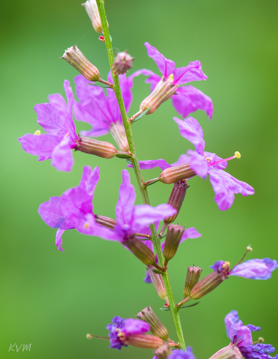 Image of Lythrum virgatum specimen.