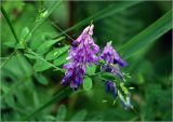 род Vicia. Соцветие. Московская обл., Раменский р-н, окр. дер. Хрипань, садовый участок. 07.07.2023.