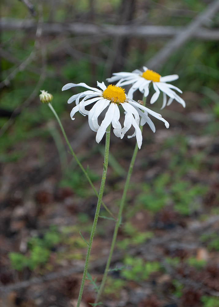 Image of Chrysanthemum zawadskii specimen.