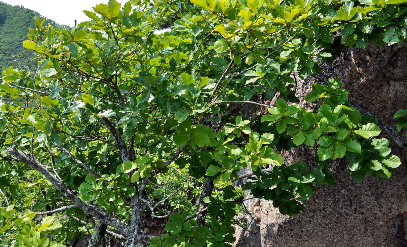 Изображение особи Quercus mongolica.