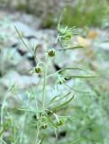Artemisia jacutica