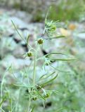 Artemisia jacutica. Верхушка побега с соцветиями и насекомым. Якутия, Хангаласский улус, берег р. Синей. Июль 2013 г.