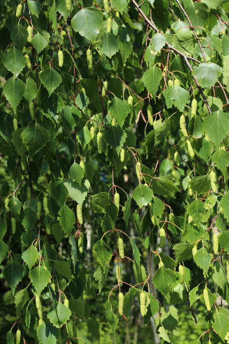 Изображение особи Betula pendula.