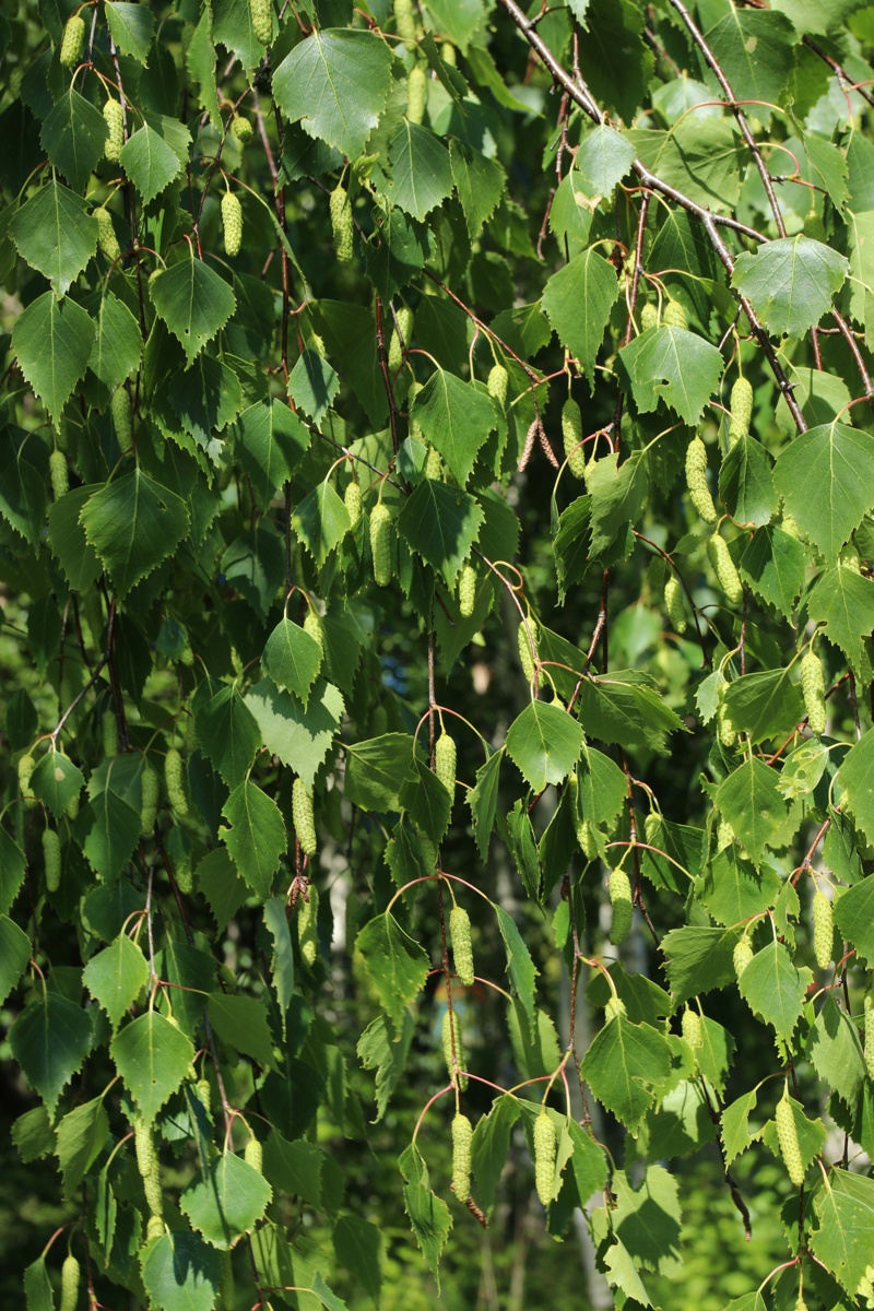 Image of Betula pendula specimen.