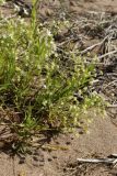 Stellaria holostea