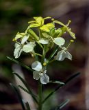 Erysimum flavum. Соцветие. Хакасия, Ширинский р-н, окр. с. Ефремкино, скалы Тогыз-Аз, каменистый участок степного склона. 07.06.2022.