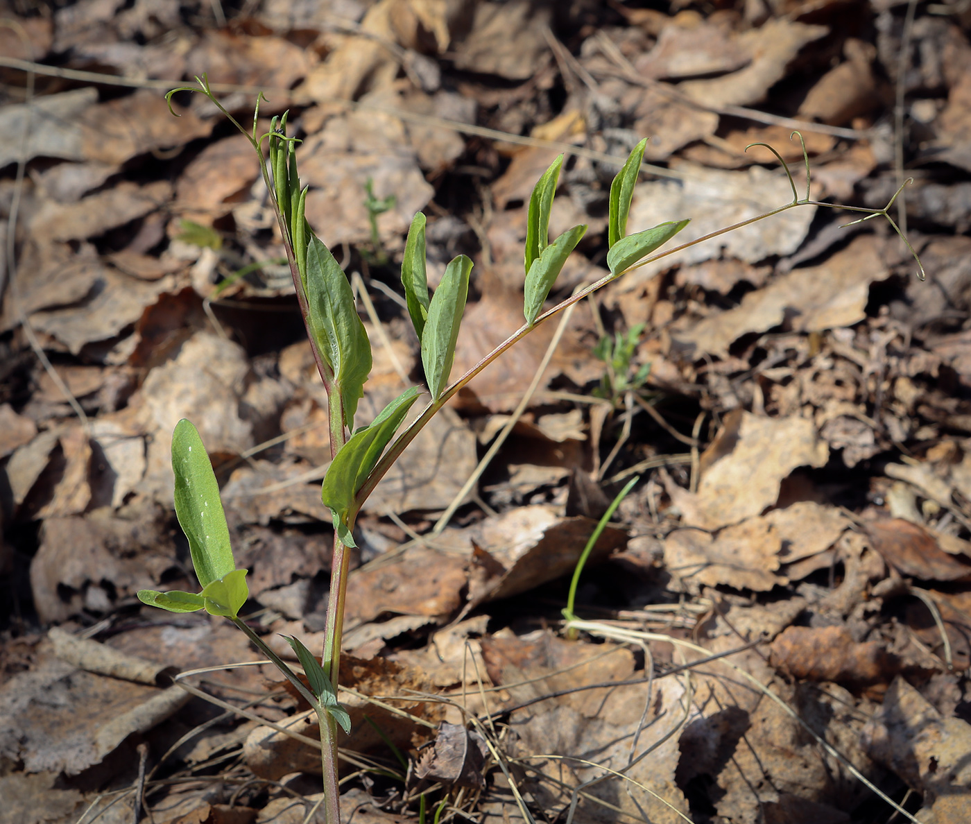 Изображение особи Lathyrus vernus.